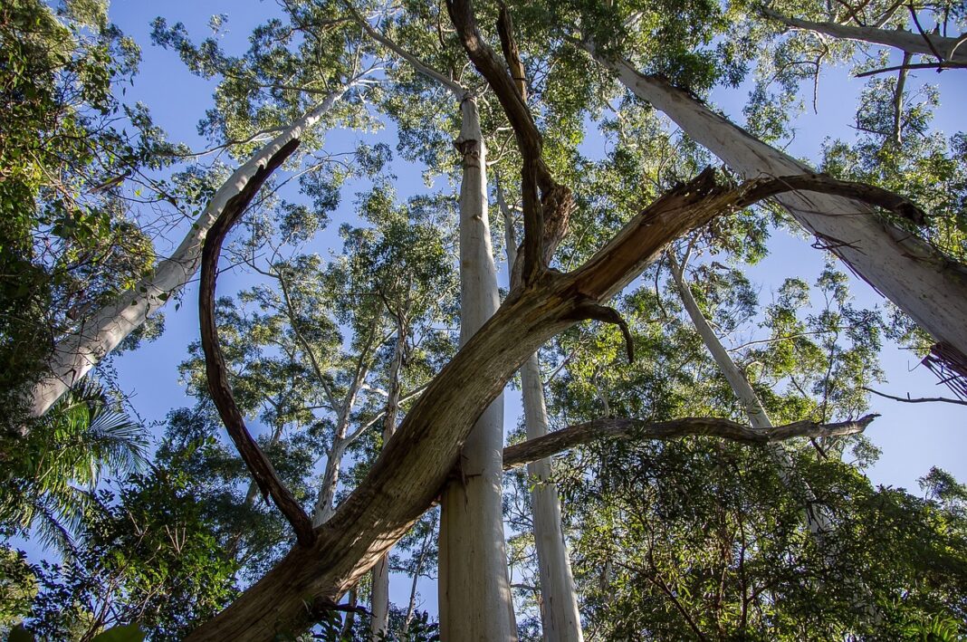 large trees depicted in state park